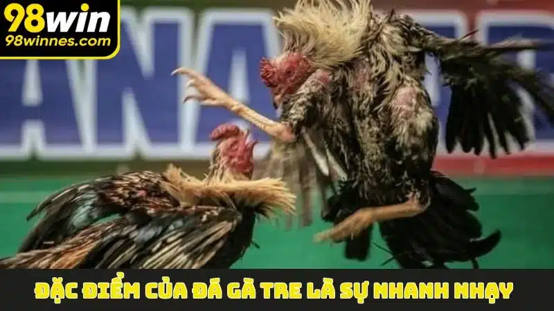 Đặc điểm của Đá Gà Tre là sự nhanh nhạy