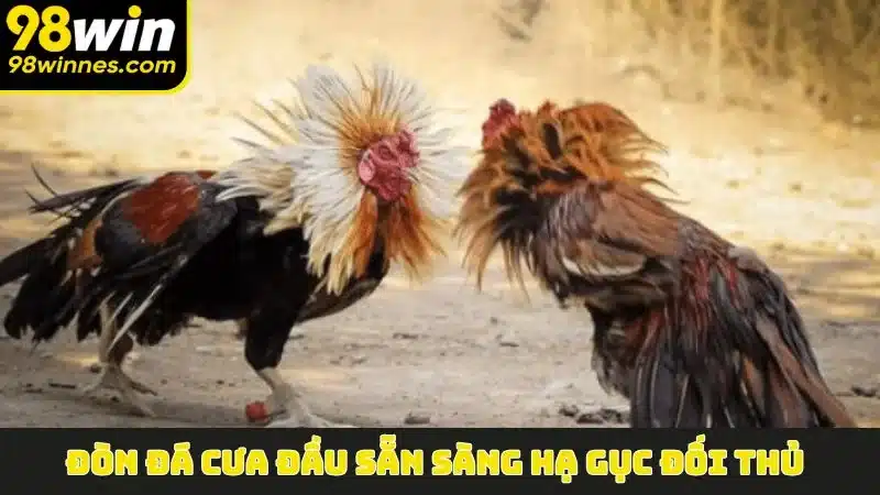 Đòn đá cưa đầu sẵn sàng hạ gục đối thủ