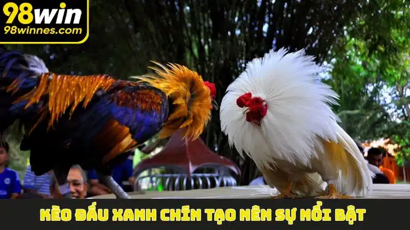 Kèo đấu xanh chín tạo nên sự nổi bật