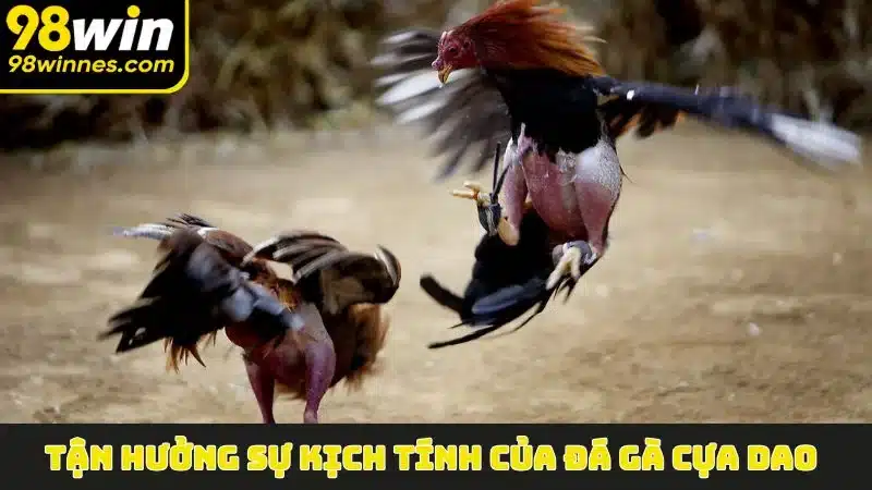 Tận hưởng sự kịch tính của Đá Gà Cựa Dao