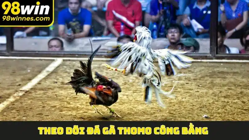 Theo dõi Đá Gà Thomo công bằng