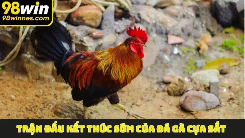 Trận đấu kết thúc sớm của Đá Gà Cựa Sắt