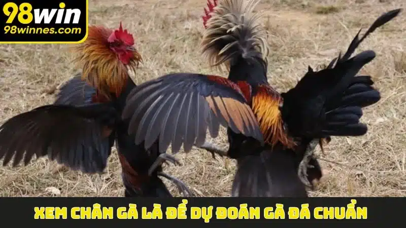 Xem chân gà là để dự đoán gà đá chuẩn